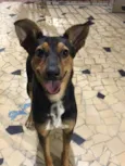 Chico