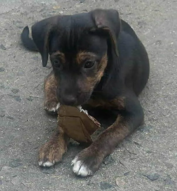Cachorro ra a SRD-ViraLata idade 2 a 6 meses nome Jocasta
