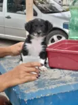 Fofolete 