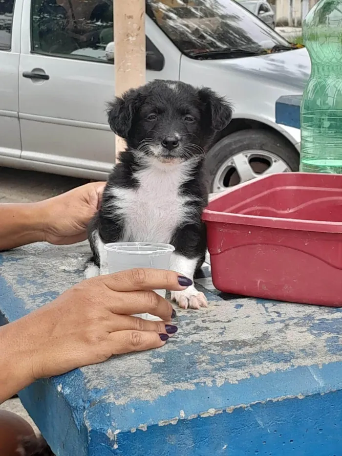 Cachorro ra a Poodle idade 2 a 6 meses nome Fofolete 