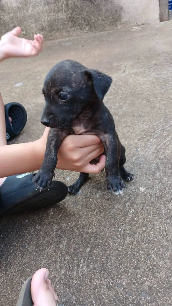 Cachorro ra a SRD-ViraLata idade 2 a 6 meses nome Sem nome