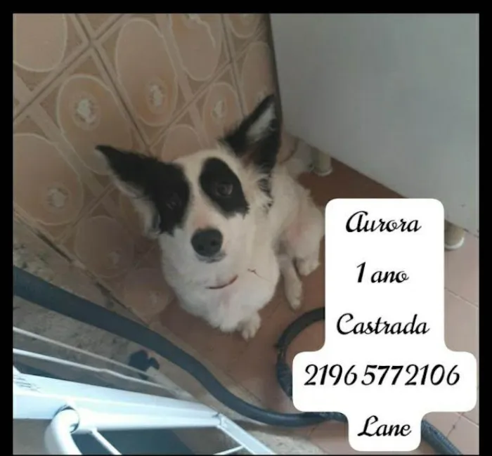 Cachorro ra a SRD-ViraLata idade 2 anos nome Aurora