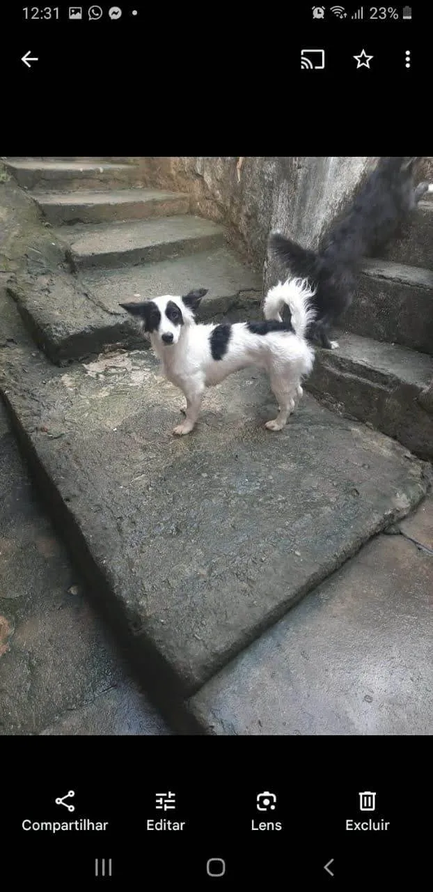 Cachorro ra a SRD-ViraLata idade 2 anos nome Aurora