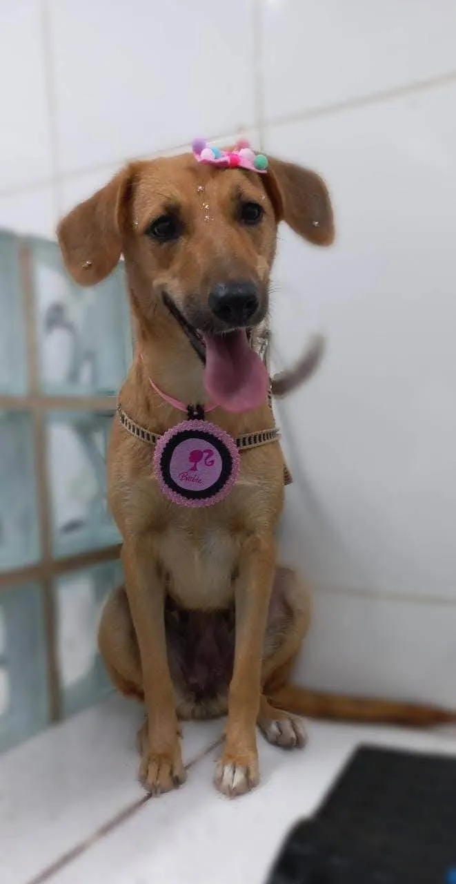 Cachorro ra a SRD-ViraLata idade 1 ano nome Poly 