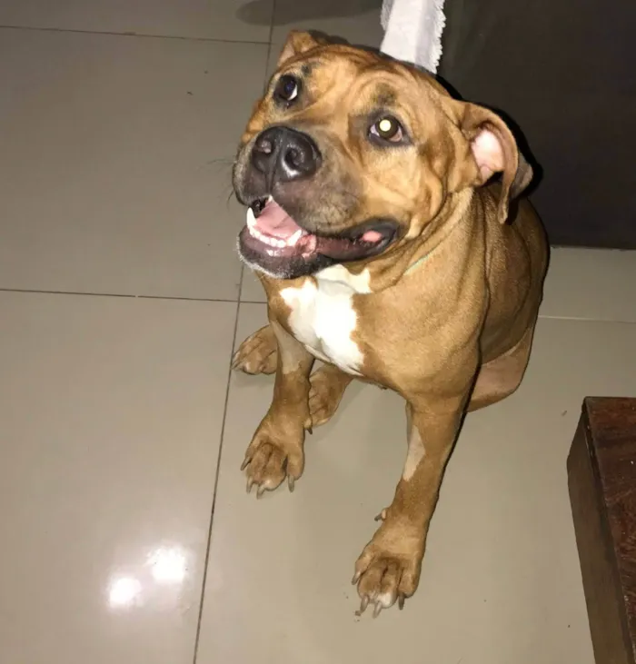 Cachorro ra a SRD-ViraLata idade 1 ano nome Garota