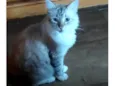 Horus