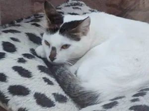 Gato raça Srd idade 1 ano nome Gandalf