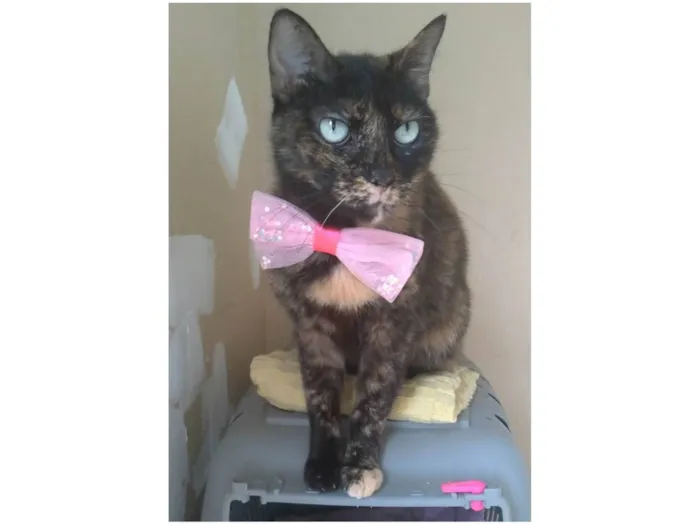 Gato ra a SRD-ViraLata idade 2 anos nome Vitória 