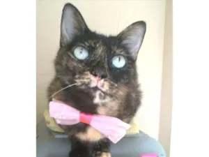 Gato raça SRD-ViraLata idade 2 anos nome Vitória 
