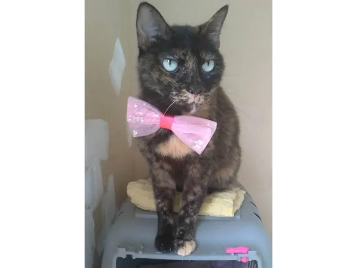 Gato ra a SRD-ViraLata idade 2 anos nome Vitória 