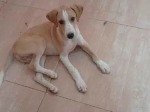 Cachorro raça SRD-ViraLata idade 2 a 6 meses nome Filhote