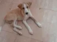 Filhote