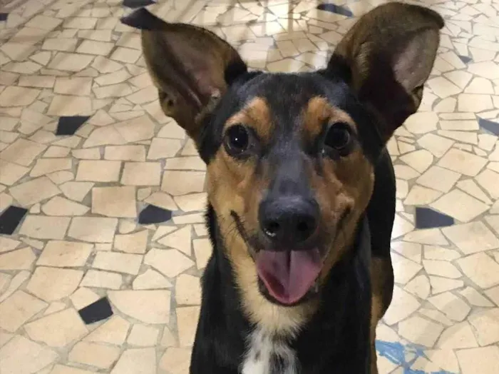 Cachorro ra a SRD-ViraLata idade 1 ano nome Chico