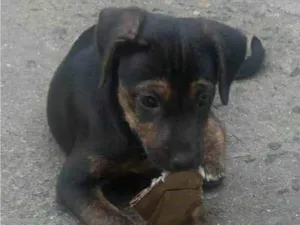 Cachorro raça SRD-ViraLata idade 2 a 6 meses nome Jocasta