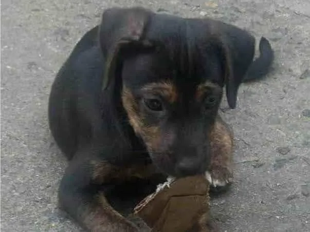 Cachorro ra a SRD-ViraLata idade 2 a 6 meses nome Jocasta