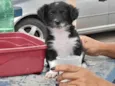 Fofolete 