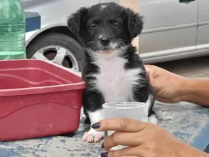 Cachorro raça Poodle idade 2 a 6 meses nome Fofolete 