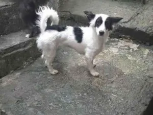 Cachorro raça SRD-ViraLata idade 2 anos nome Aurora