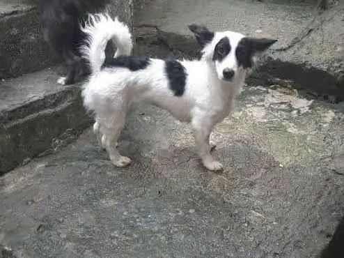 Cachorro ra a SRD-ViraLata idade 2 anos nome Aurora
