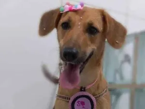 Cachorro raça SRD-ViraLata idade 1 ano nome Poly 