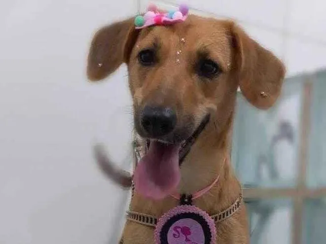 Cachorro ra a SRD-ViraLata idade 1 ano nome Poly 