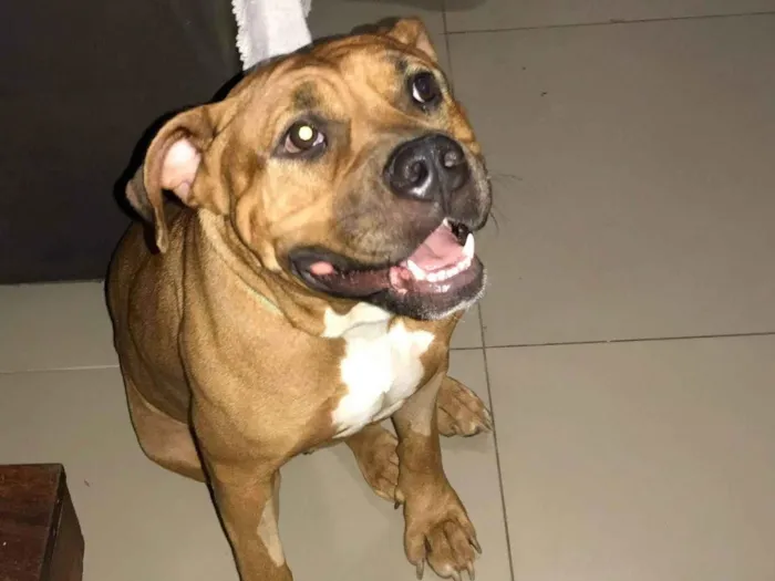 Cachorro ra a SRD-ViraLata idade 1 ano nome Garota