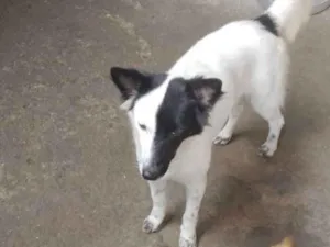 Cachorro raça SRD-ViraLata idade 2 anos nome Fofa