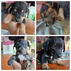 Cachorro raça SRD-ViraLata idade 1 ano nome Chico