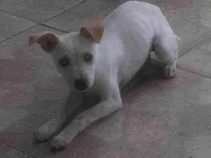 Cachorro raça SRD-ViraLata idade 2 a 6 meses nome CHANEL