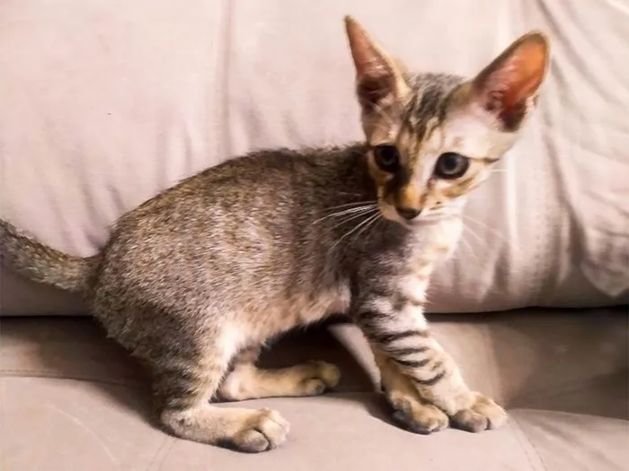 Gato ra a SRD-ViraLata idade 2 a 6 meses nome Samwise