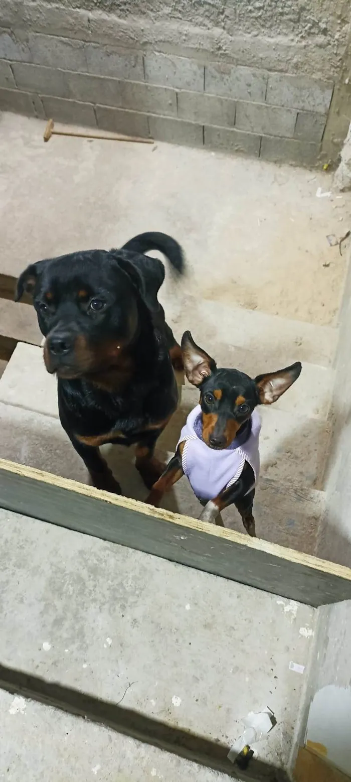 Cachorro ra a Rottweiler e raça não definida idade 1 ano nome Thor e Lola 