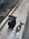 Thor e Lola 