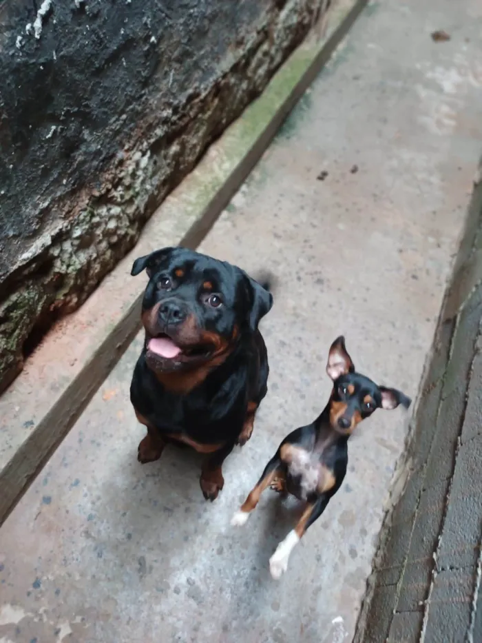 Cachorro ra a Rottweiler e raça não definida idade 1 ano nome Thor e Lola 