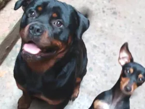 Cachorro raça Rottweiler e raça não definida idade 1 ano nome Thor e Lola 