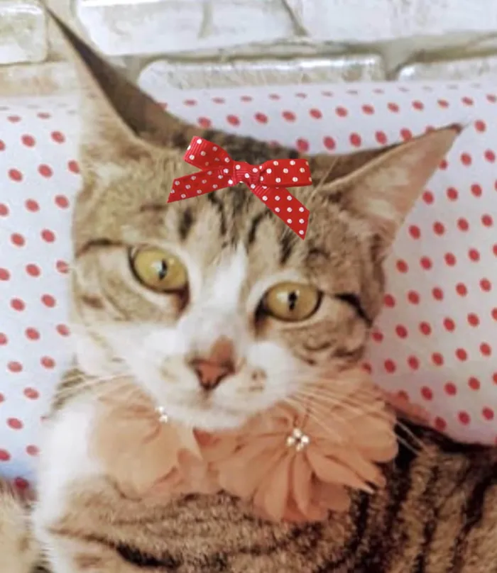 Gato ra a Mestica  idade 2 a 6 meses nome Chanel 