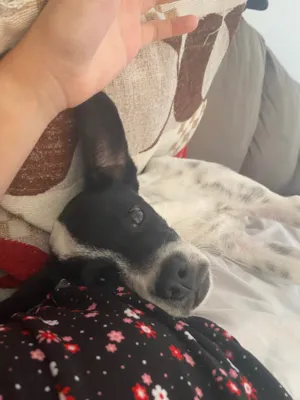 Cachorro raça SRD-ViraLata idade 2 a 6 meses nome Flora