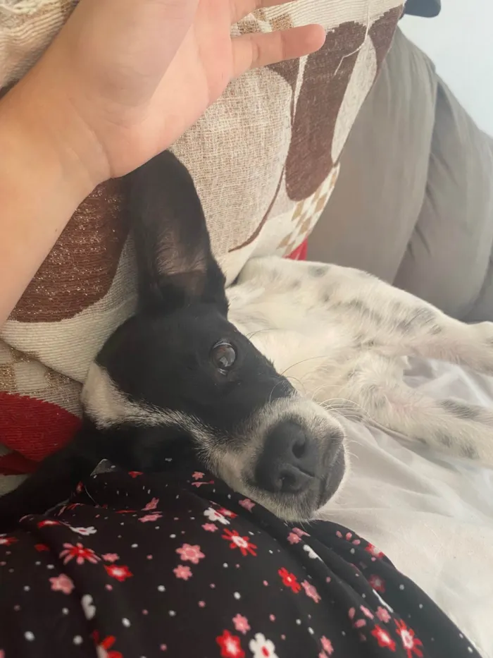 Cachorro ra a SRD-ViraLata idade 2 a 6 meses nome Flora