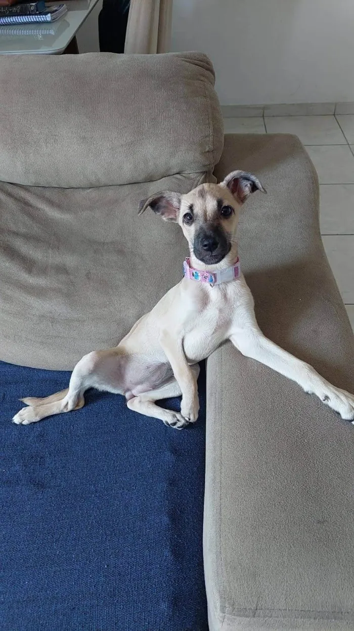 Cachorro ra a SRD-ViraLata idade 2 a 6 meses nome Amora