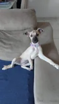 Amora