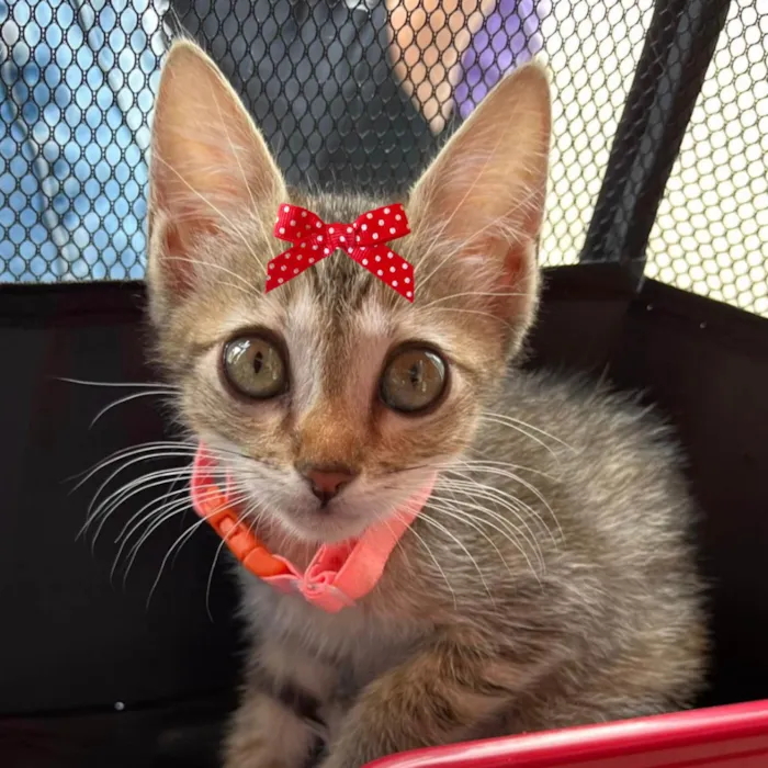 Gato ra a Mestica  idade 2 a 6 meses nome Sissi 