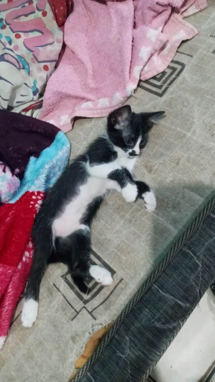 Gato ra a Frajolinha idade 2 a 6 meses nome Lili