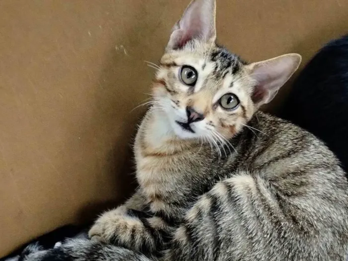 Gato ra a SRD-ViraLata idade 2 a 6 meses nome Gatinhos doceis de 3 meses precisando de um lar