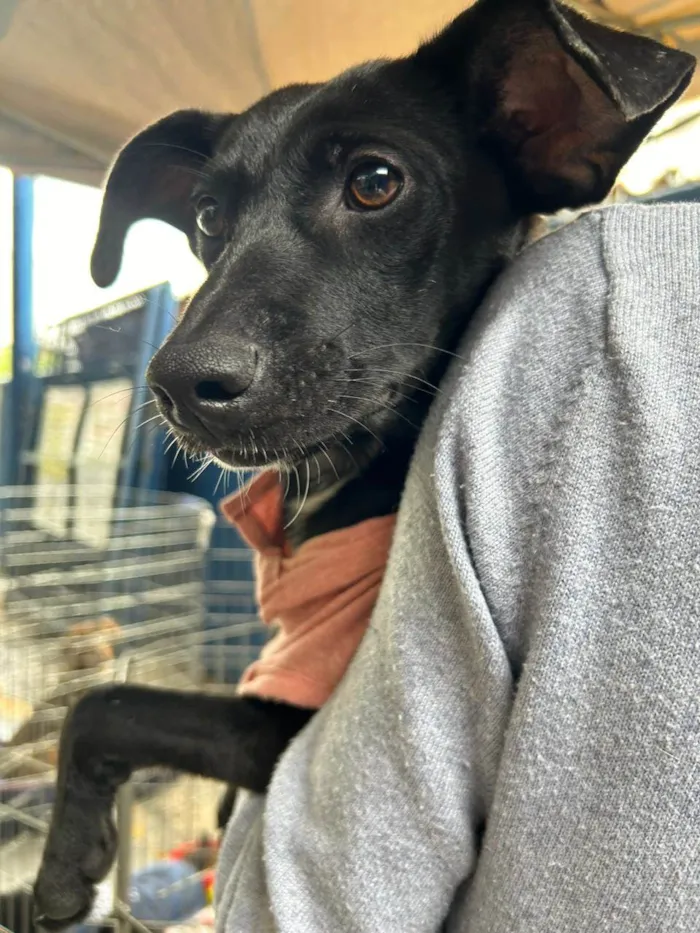 Cachorro ra a SRD-ViraLata idade 7 a 11 meses nome July