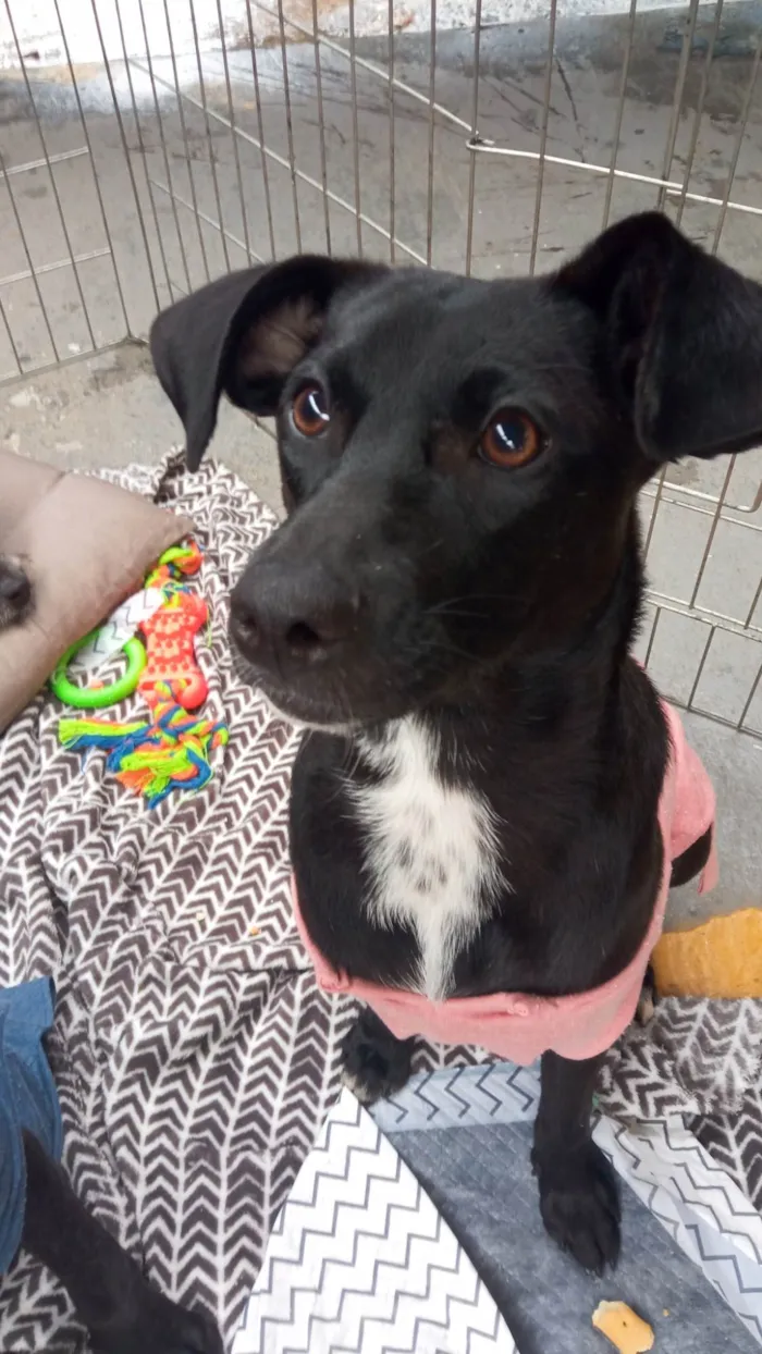 Cachorro ra a SRD-ViraLata idade 7 a 11 meses nome July