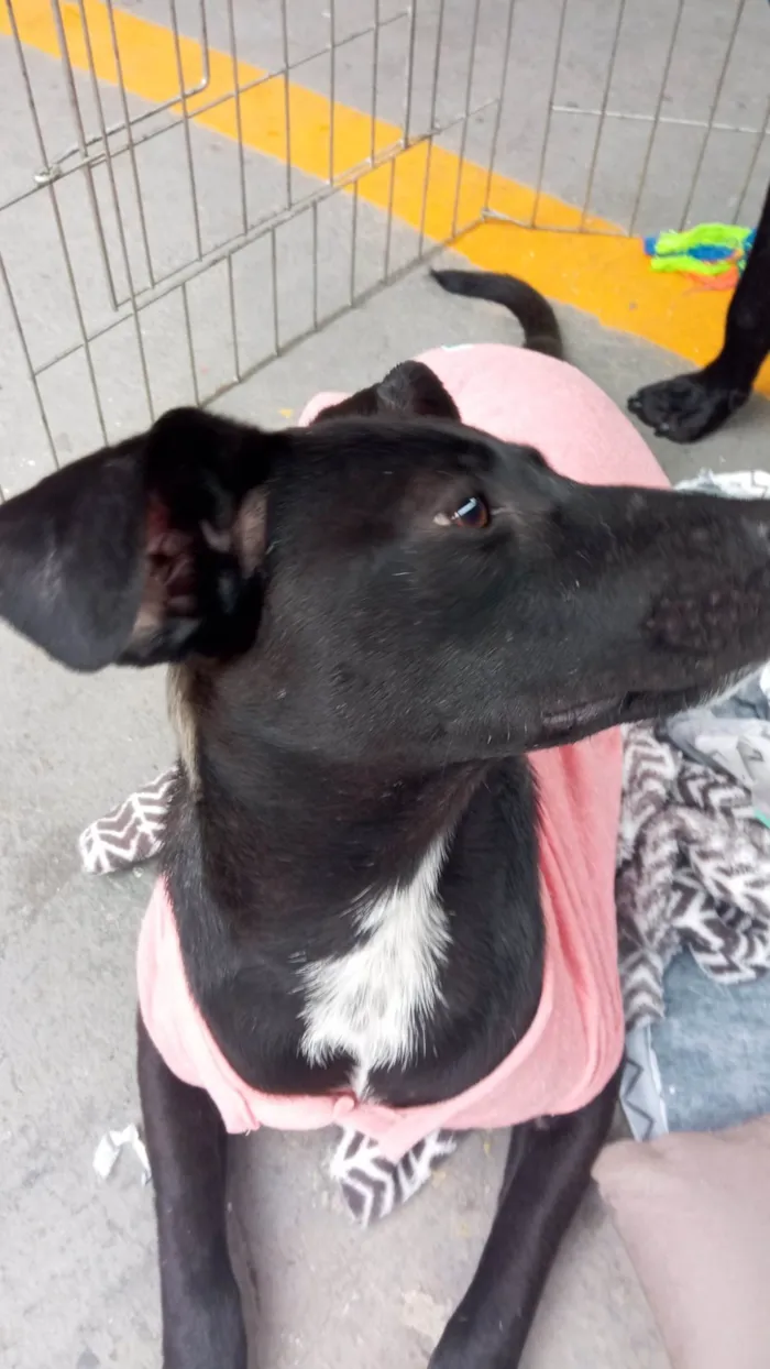 Cachorro ra a SRD-ViraLata idade 7 a 11 meses nome July