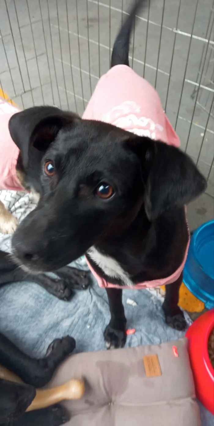 Cachorro ra a SRD-ViraLata idade 7 a 11 meses nome July
