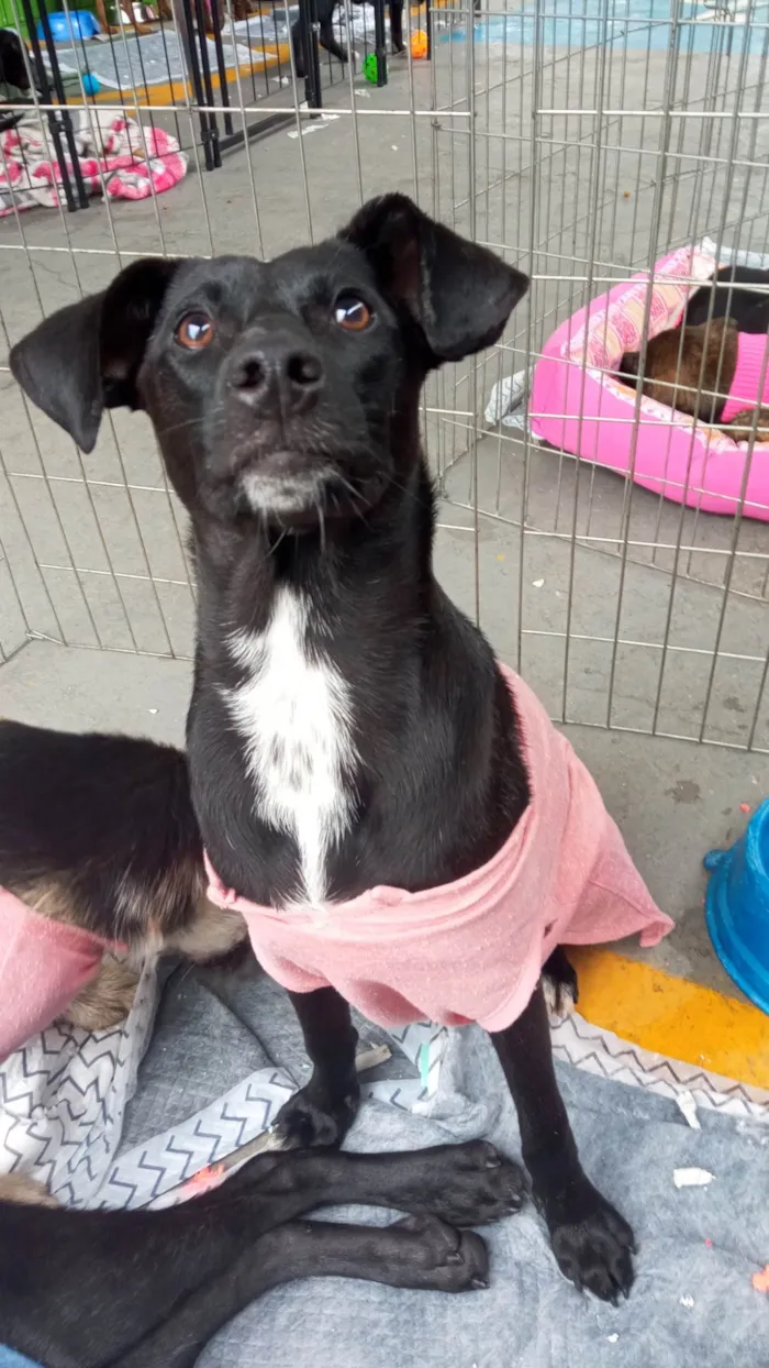 Cachorro ra a SRD-ViraLata idade 7 a 11 meses nome July