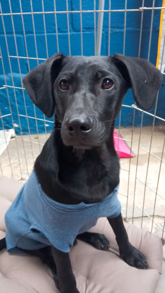 Cachorro ra a SRD-ViraLata idade 7 a 11 meses nome POTTER