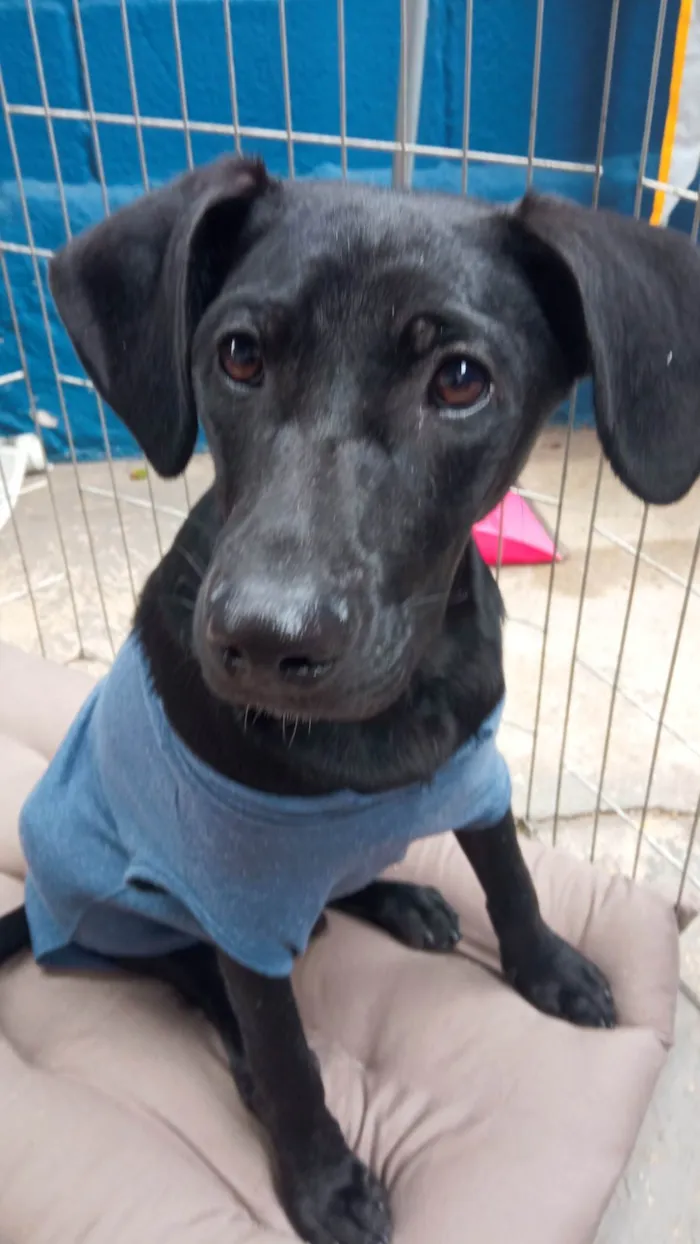 Cachorro ra a SRD-ViraLata idade 7 a 11 meses nome POTTER