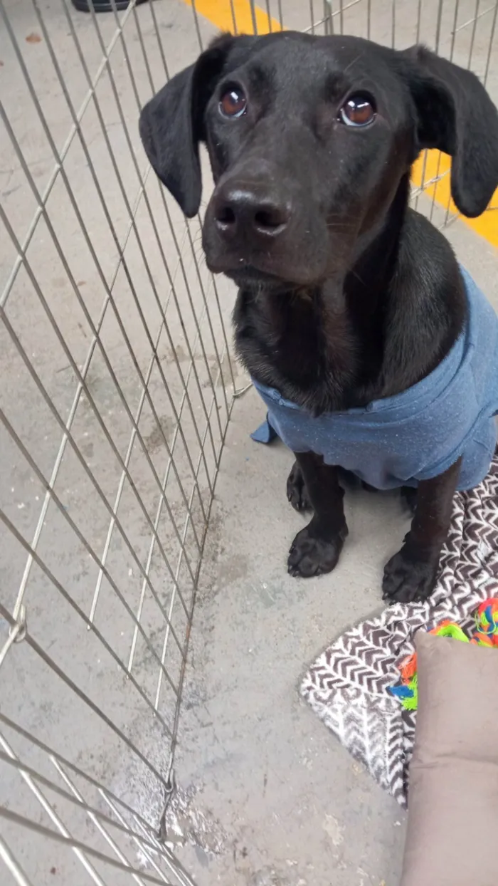 Cachorro ra a SRD-ViraLata idade 7 a 11 meses nome POTTER